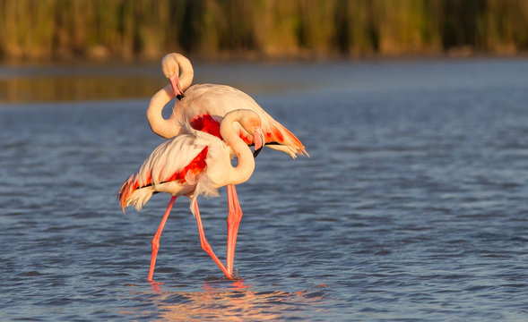 Greater Flamingo (Phoenicopterus roseus) - The couple