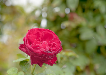 Red roses Beautiful natural background