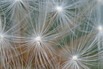 Dandelion seeds background abstract macro photo.