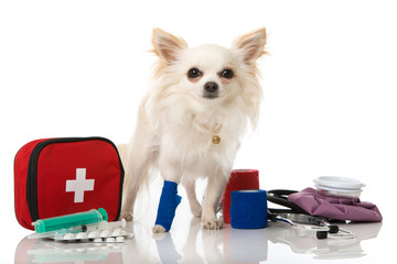 Beinverletzung beim Hund