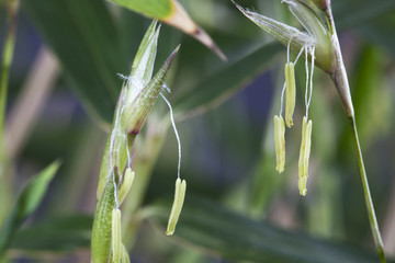 focus on bamboo seeds on plant that blossoms at rare moments in Phyllostachys lifetime