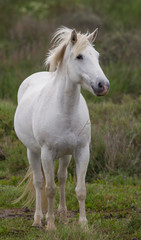 Naklejka na ściany i meble Camargue white horse