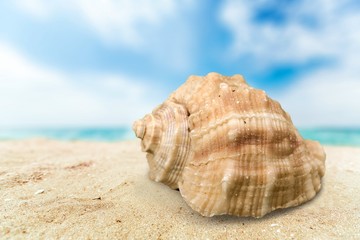 Seashell, white, aquarium.