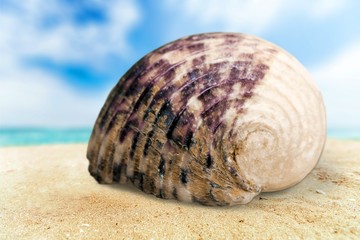Seashell, white, aquarium.