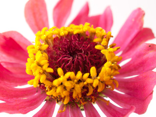 The flowers are yellow stamens on a white background.
