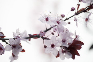 closeup on cherry blossom flowers for zen and inspiration from nature