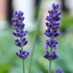Lavender - Closeup