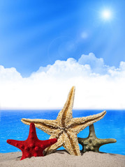 Fototapeta na wymiar Three starfishes on sandy beach. Sea background