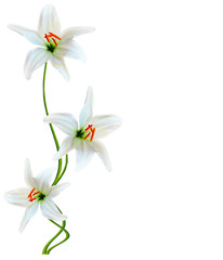 Naklejka na ściany i meble lily flowers isolated on white background