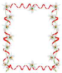 lily flowers isolated on white background