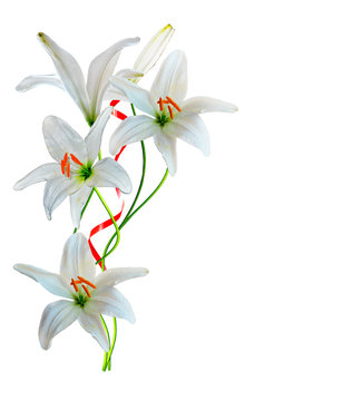 Fototapeta lily flowers isolated on white background