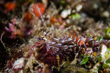 scuba diving lembeh indonesia pteraeolidia ianthina