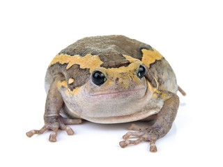 Chubby frog on white background