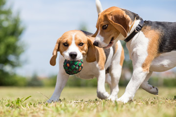 Two Beagle dogs playing with one toy