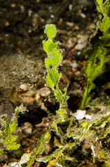 scuba diving lembeh indonesia halimeda crab underwater