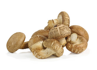 Shiitake mushroom on the White background