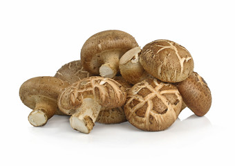 Shiitake mushroom on the White background