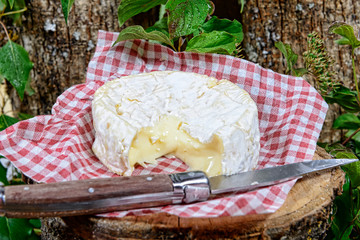 Camembert cheese on a piece of wood