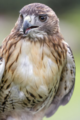 Red Tailed Hawk