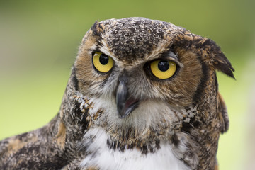 Great Horned Owl