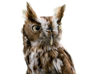 Eastern Screech Owl Isolated