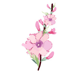 Fototapeta na wymiar Japanese plum blossom watercolor