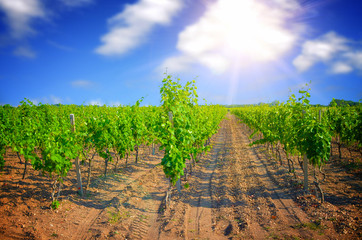 Fototapeta na wymiar green vineyards under blue sky
