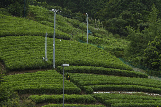 Campos de t&eacute;