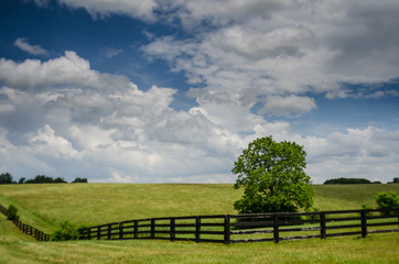 Fototapeta premium Horse Fence and Field