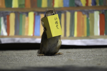 Chipmunk Reading Chinese Most Famous Novel: Dream of the Red Chamber
