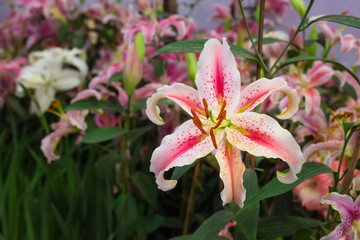 Lily flower or Stargazer