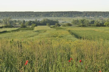 Туманное утро в деревне