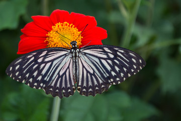flowers and butterfly
