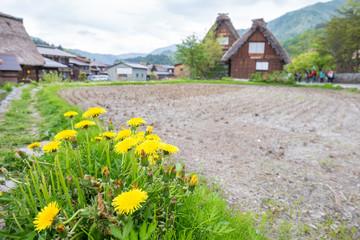 Fototapeta na wymiar Yellow flowers at Historical Japanese Village - Shirakawago in spring, travel landmark of Japan