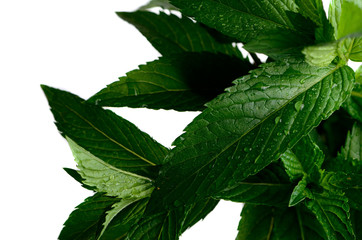 mint leaves with dew in the isolate