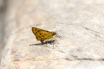 butterfly