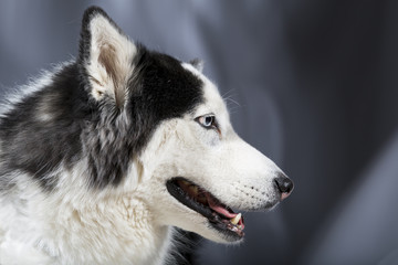 Alaskan Malamute or Husky Dog