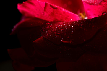 flower tea rose with dew in the dark