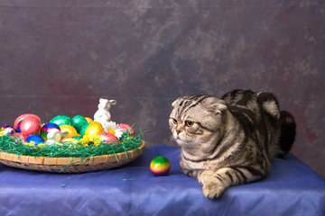 Eine Katze und Ostereier / Britische Shorthair Katze
