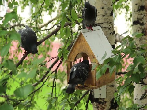 Pigeons around bird feeders  