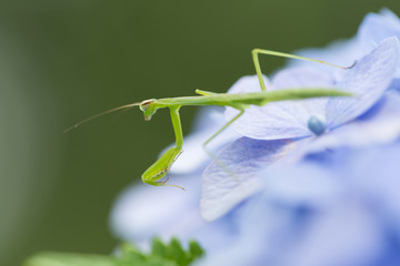 アジサイの木の上のカマキリ