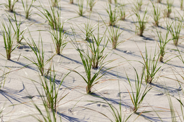 Obraz premium White sand dunes on the beach.