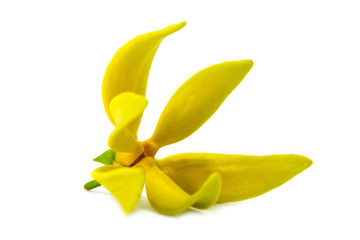 Naklejka premium Yellow flower of Bhandari on white background., Scientific name: