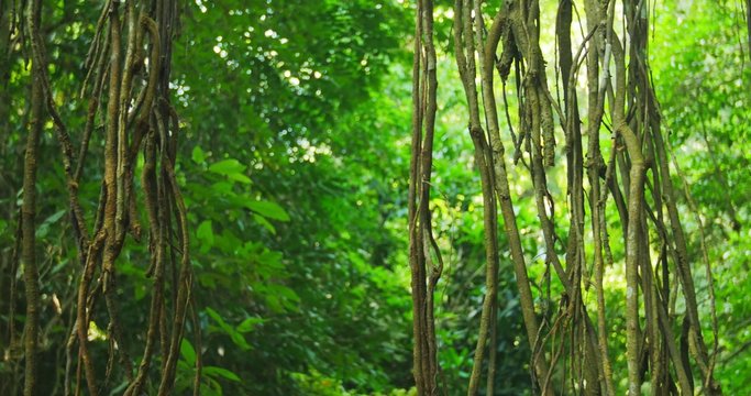Liana vines and aerial roots in humid climate of tropical rainforest 