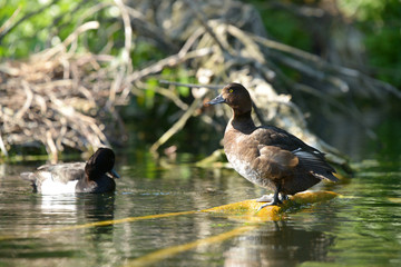 Tufted Duck - Pair
