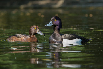 Tufted Duck - Pair