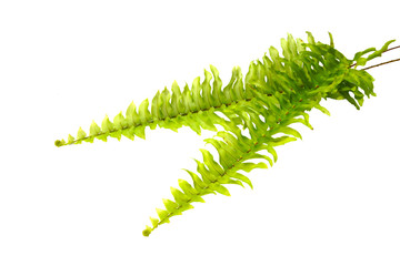Boston Fern. Scientific name: Nephrolepis exaltata (L) Schott.