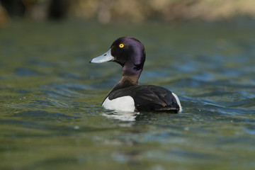 Tufted Duck - Male