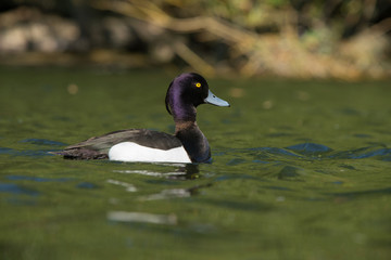 Tufted Duck - Male