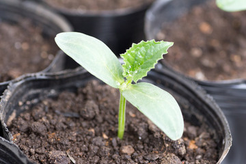 Cucumber seedling